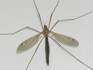 crane_fly.jpg