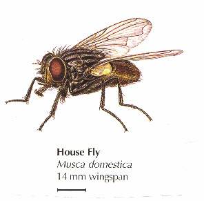 House Fly